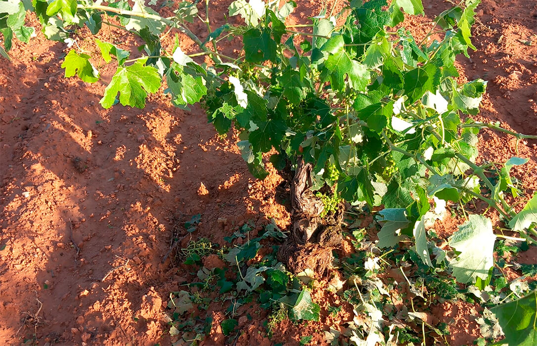 Nueva tormenta de pedrisco en 3.000 hectáreas de cultivo en comarcas valencianas con daños por valor de 3 millones de euros en pérdidas